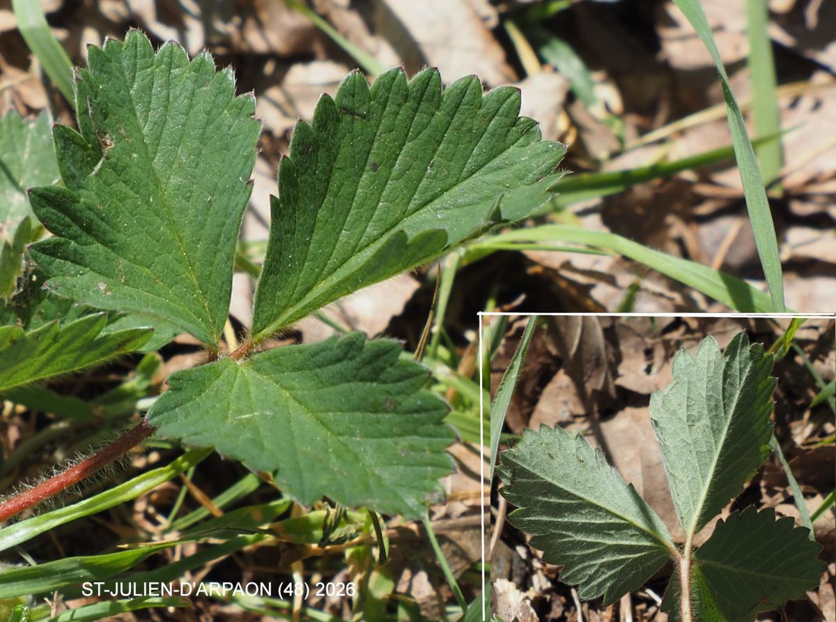 Cinquefoil, [Small-flowered] leaf